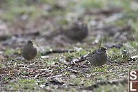 Golden Crowned Sparrows On Ground