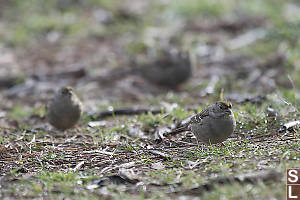 Golden Crowned Sparrows On Ground