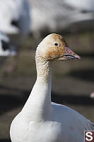 Grinning Patch On Beak