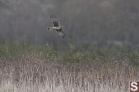 Harrier Looking For Lunch