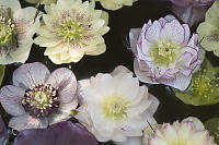 Hellebore With Some Sun