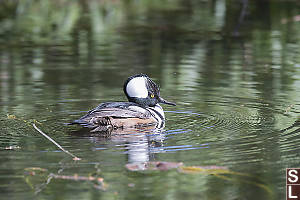 Hooded Merganzer