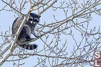 Raccoon Looking For Bed