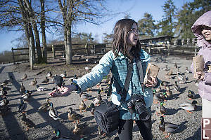 Nara Feeding Red Wing Black Bird