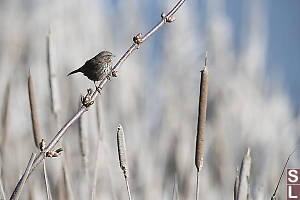 Song Sparrow On Branch