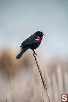 Red Wing Blackbird On Cat Tail