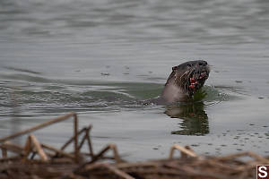 River Otter Swimming By