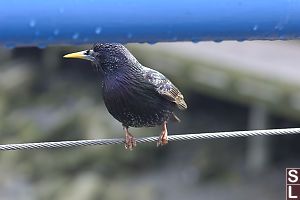 Darker Bird