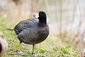 American Coot By Marsh