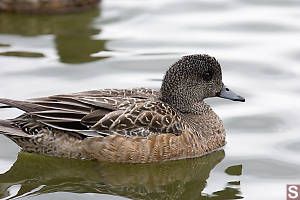 Female American Wigeon