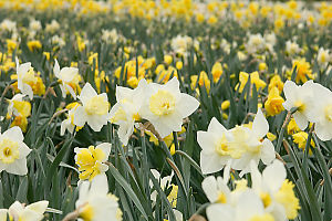 Lots Of Daffodils