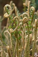 A Number Of Sword Ferns