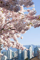 Cherry Blossoms Over City