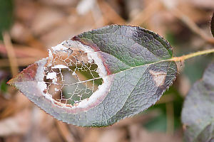 Leaf Rotted To The Veins