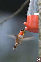 Rufous Hummingbird