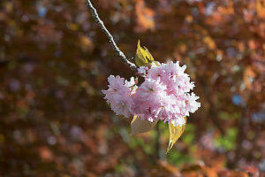 Cherry Blossoms Against Maple Tree
