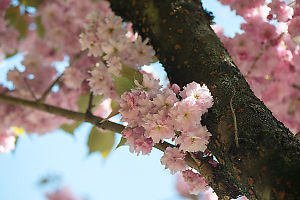 Cherry Blossoms Growing Near Branch