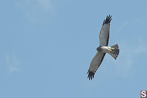 Northern Harrier Adult Male Full Turn