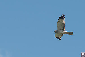 Northern Harrier Adult Male Starting Turn