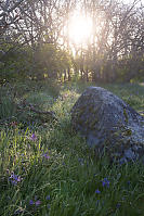 Camas Growing In Garry Oak Meadow