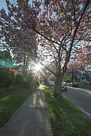 Cherry Blossom Sun Flare