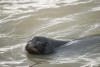 Sealion Swimming By