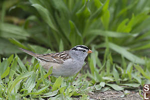 White Crowned Sparrow