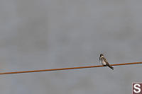 Northern Rough Winged Swallow