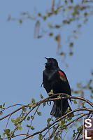 Red Winged Black Bird