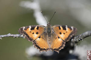 California Tortoiseshell