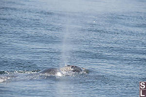Grey Whale Blow