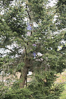 Kids Climbing Tree