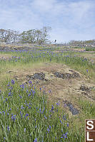 Meadow Of Camas