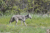 Coyote Walking By