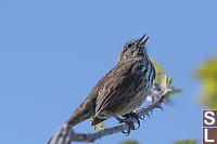 Song Sparrow Singing