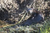 River Otter Looking At Me