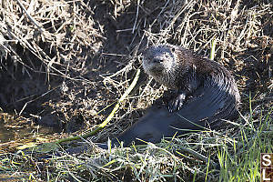 River Otter Looking At Me