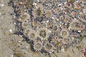 Aggregating Anemones