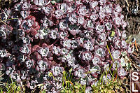 Burgundy Broad Leaved Stonecrop