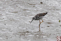 Greater Yellowlegs With Worm