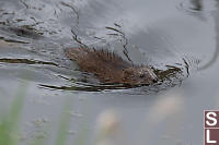 Muskrat Swimming In Ditch