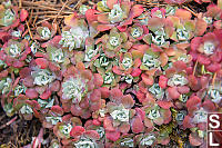 Red And Green Broad Leaved Stonecrop