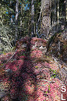 Red Broad Leaved Stonecrop Erupting From Rock