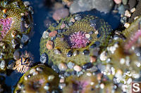 Tentacles In Sea Anemone