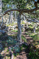 Tree Shelters Stonecrop From Trail