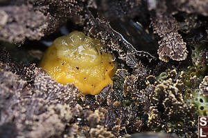 Sea Lemon Out Of Water