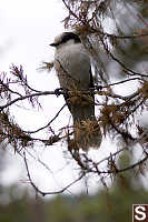 Gray Jay In Tree