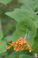 Western Trumpet Honey Suckle