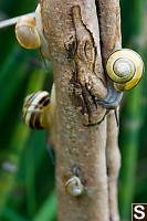 Snails On Trunk