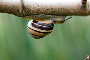 Snails Traveling Under Branch